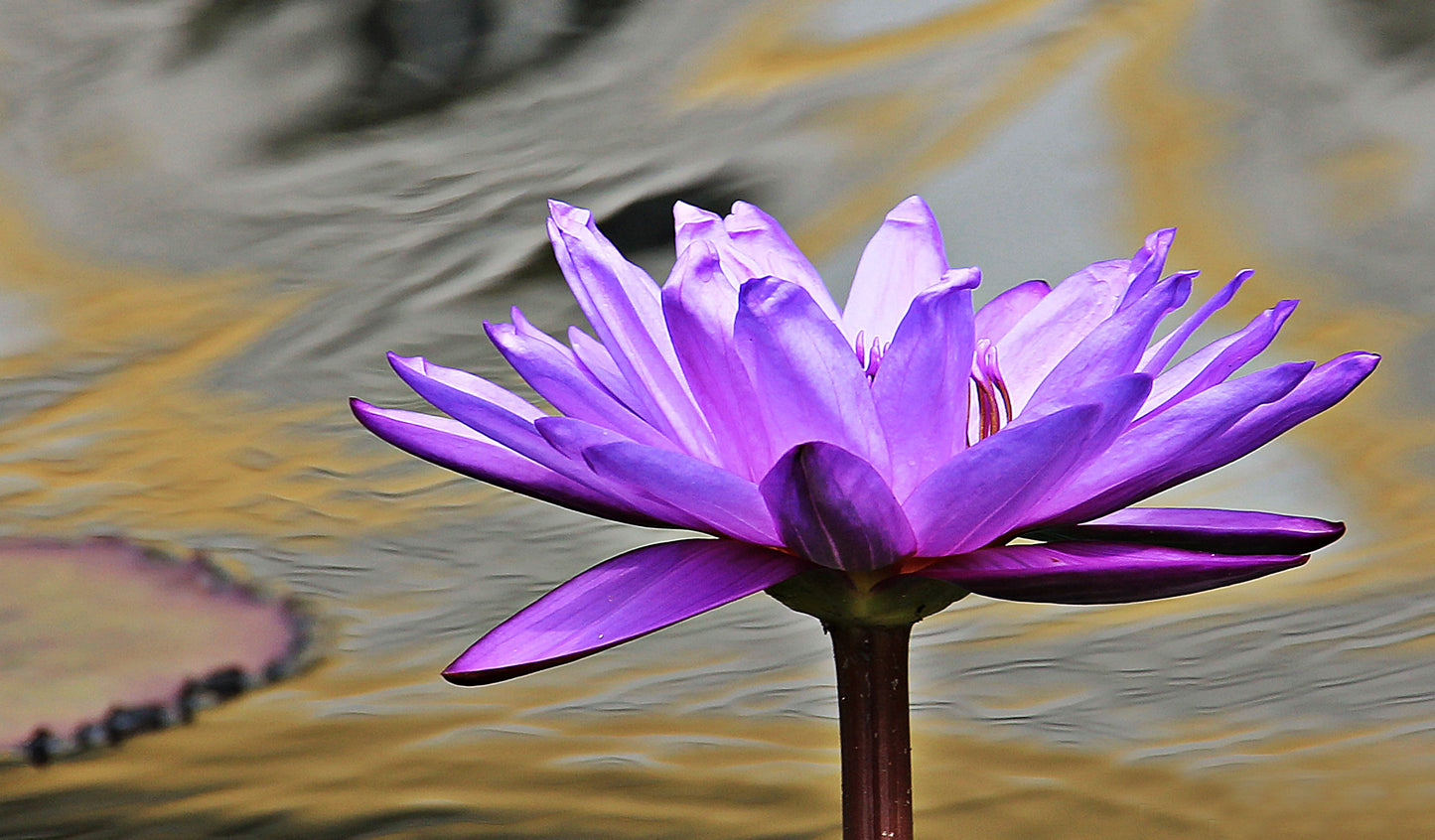 Lily of the Field | BLUE LOTUS